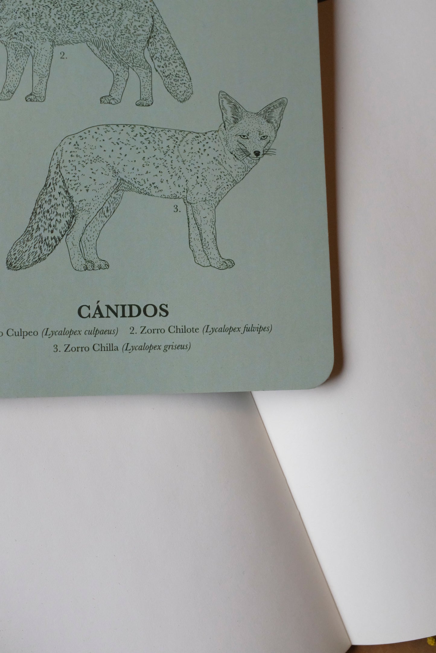 Libreta de Notas Cánidos