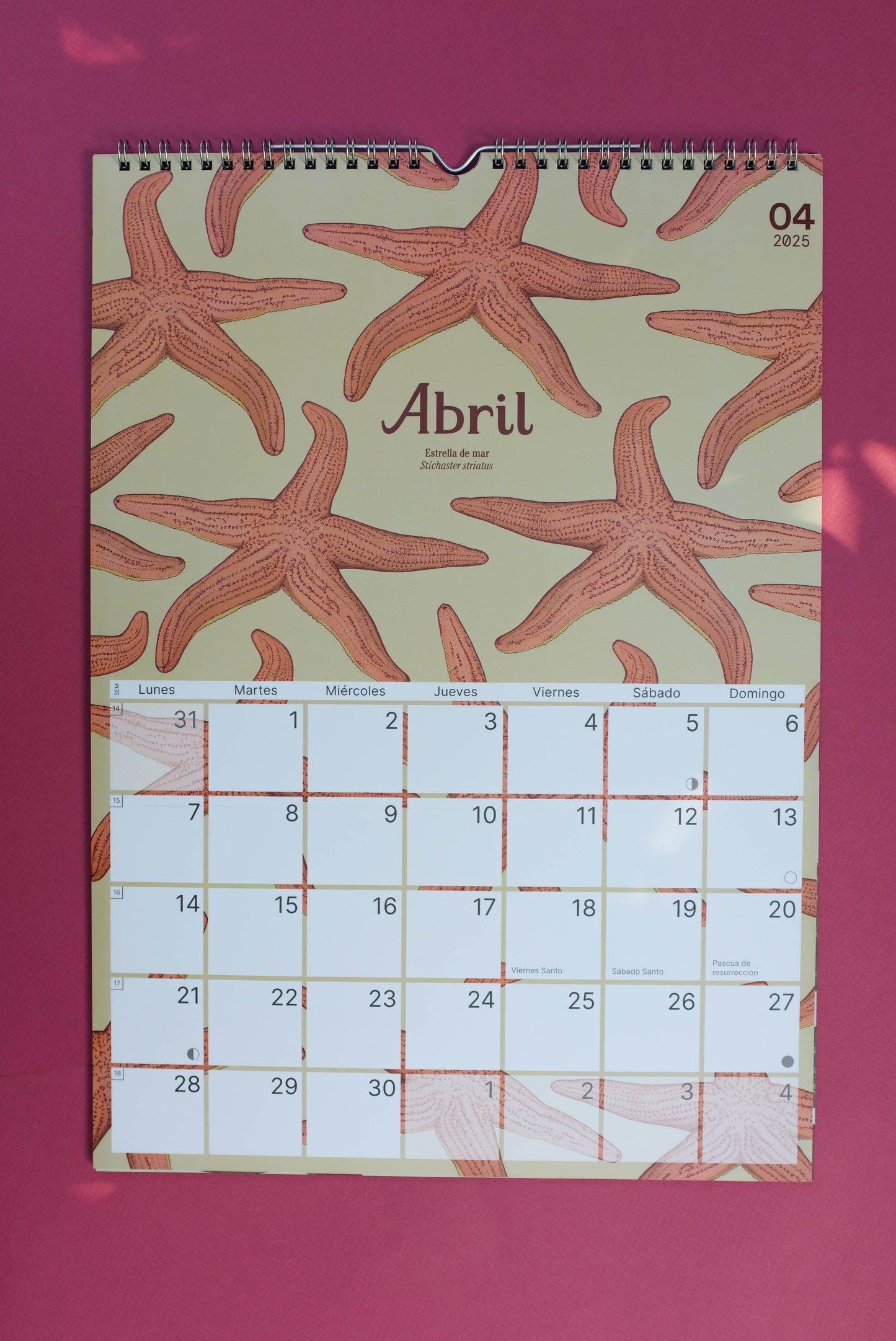 Calendario Ilustrado de pared 2025 con gancho para colgar.
Medidas 29,7 x 42 cm y su papel couche opaco de 250 gr.