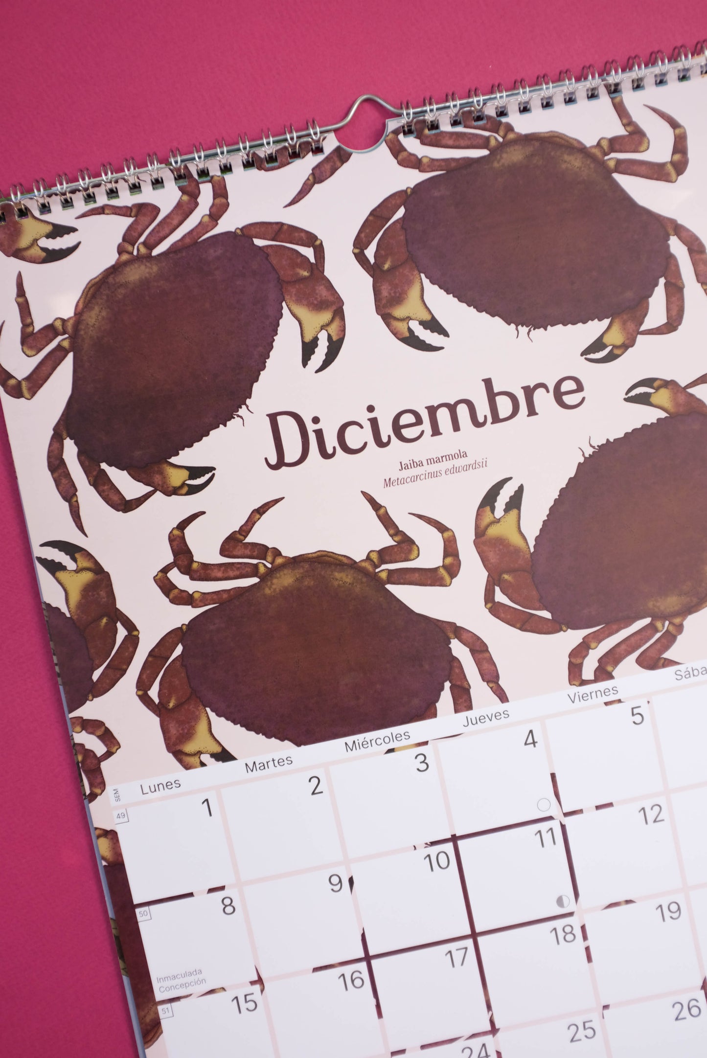 Calendario Ilustrado de pared 2025 con gancho para colgar.
Medidas 29,7 x 42 cm y su papel couche opaco de 250 gr.