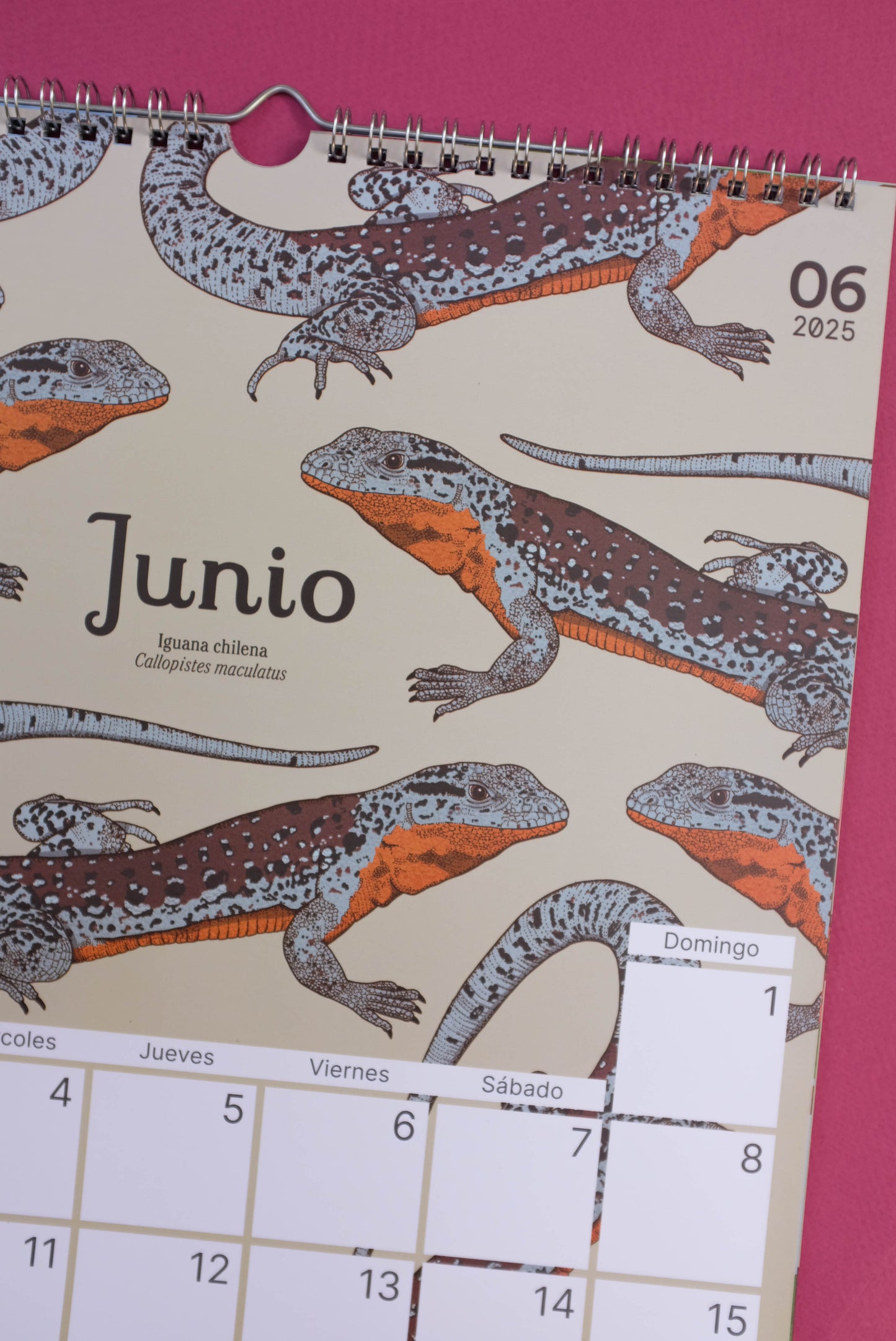 Calendario Ilustrado de pared 2025 con gancho para colgar.
Medidas 29,7 x 42 cm y su papel couche opaco de 250 gr.