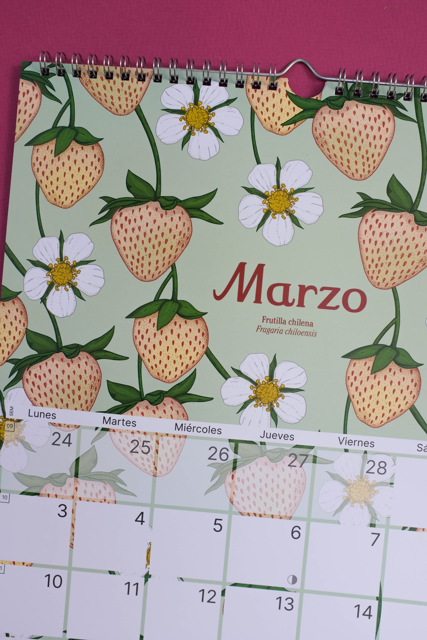 Calendario Ilustrado de pared 2025 con gancho para colgar.
Medidas 29,7 x 42 cm y su papel couche opaco de 250 gr.