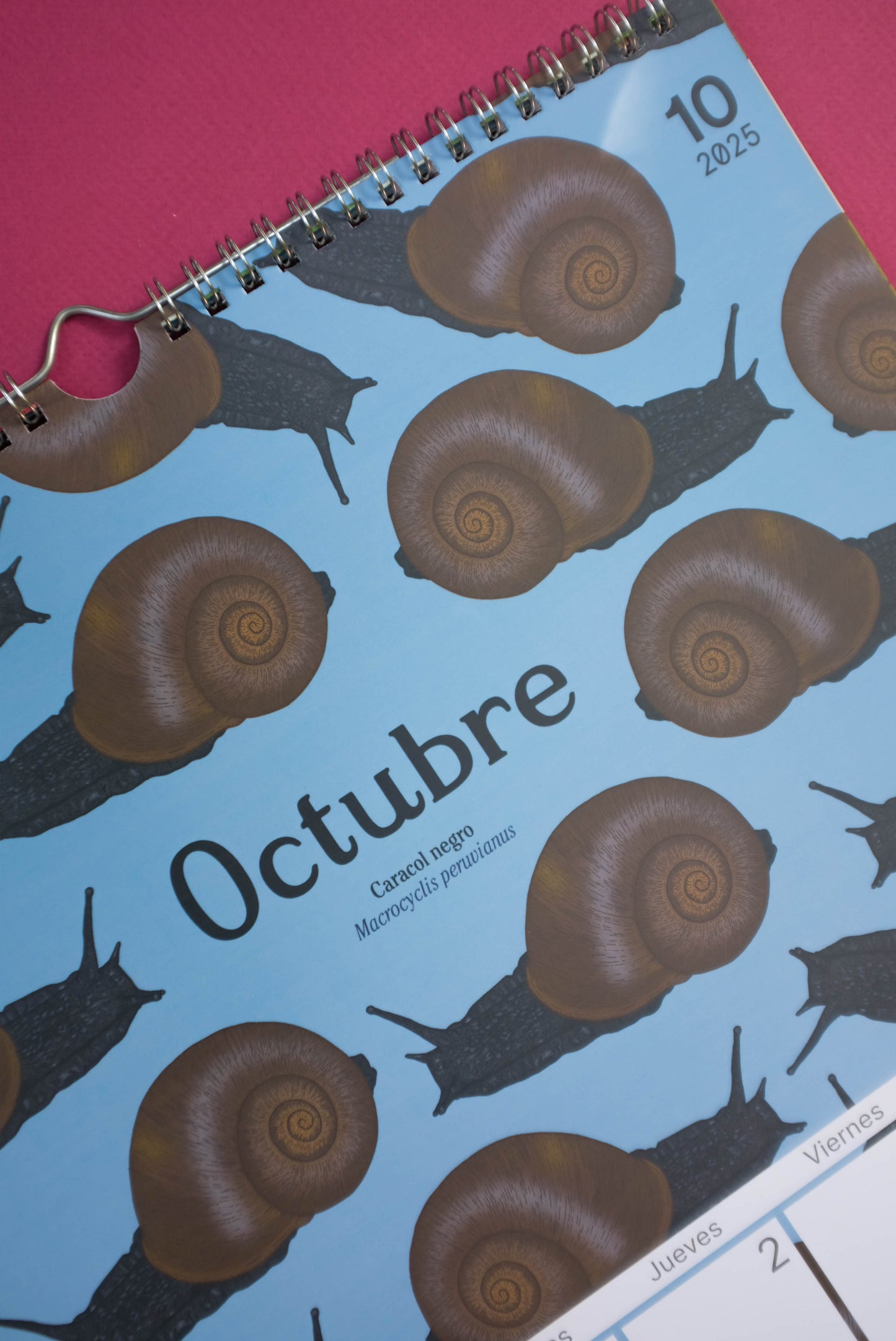 Calendario Ilustrado de pared 2025 con gancho para colgar.
Medidas 29,7 x 42 cm y su papel couche opaco de 250 gr.