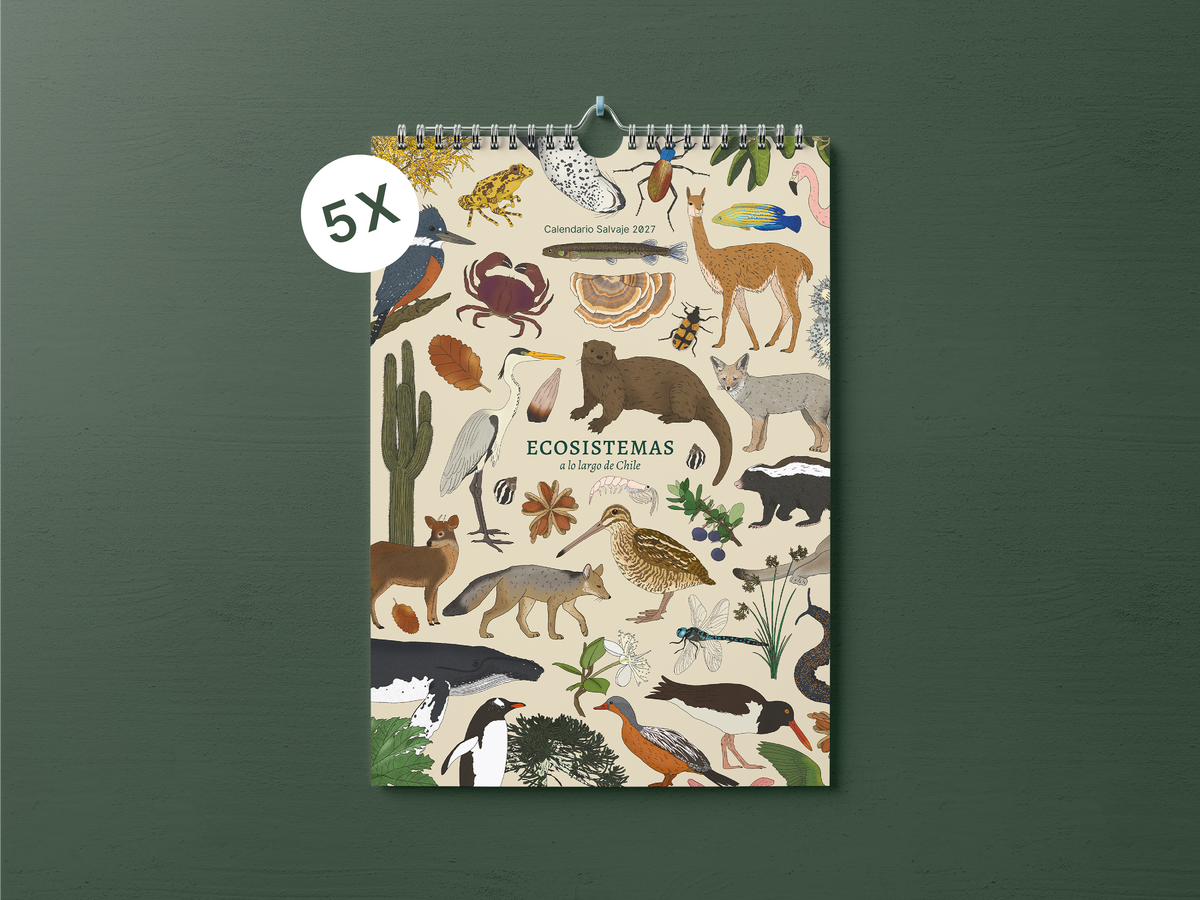 PREVENTA | Calendario 2027 ilustrado de Ecosistemas de Chile | Salvaje