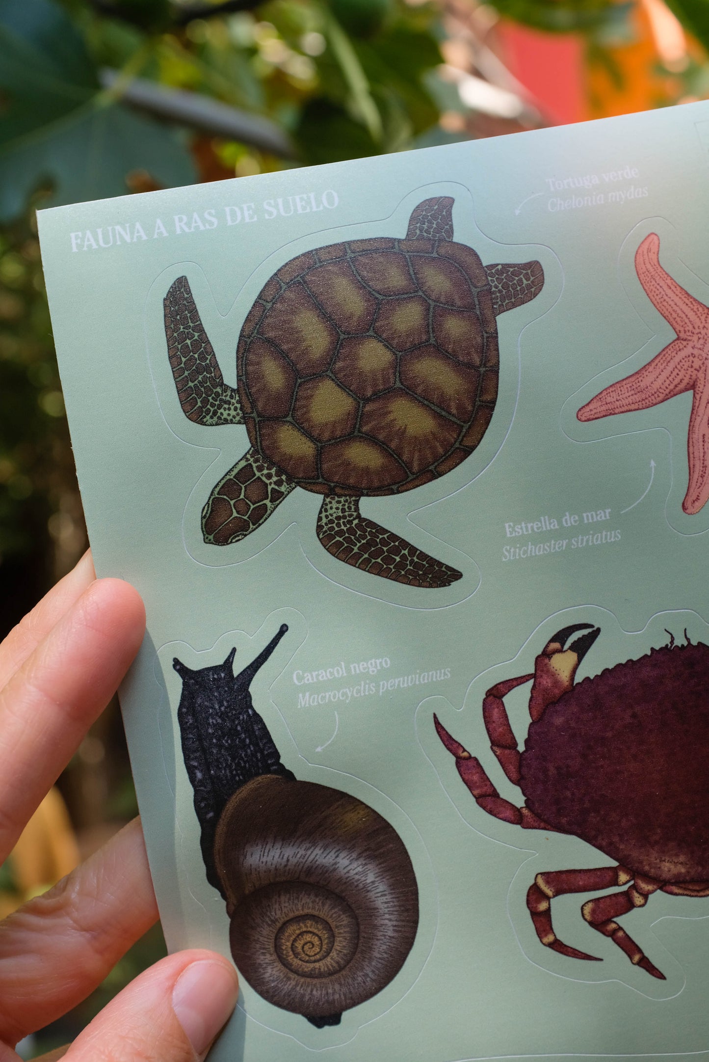 Lámina de stickers Fauna a ras