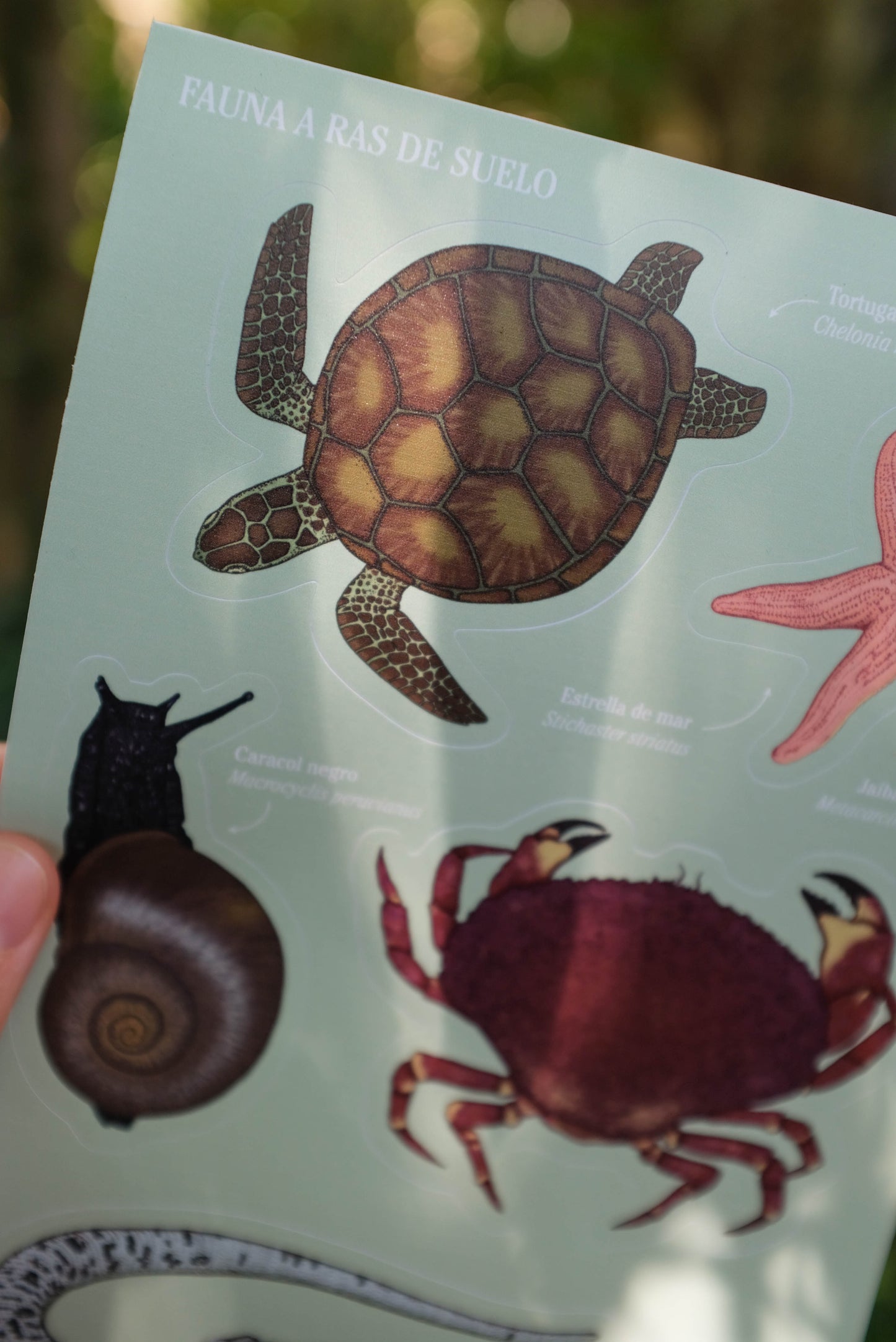 Lámina de stickers Fauna a ras