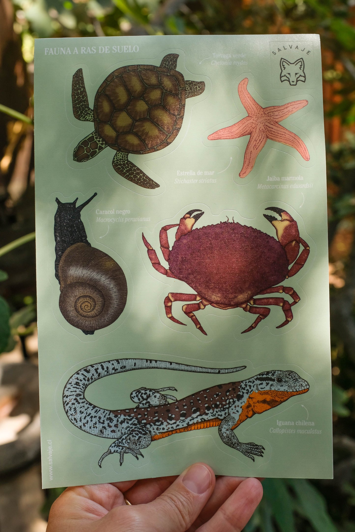 Lámina de stickers Fauna a ras