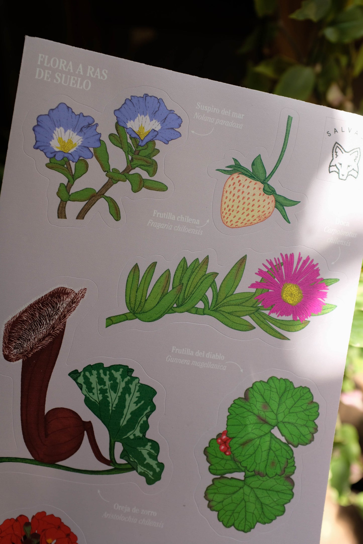 Lámina de stickers Flora a ras