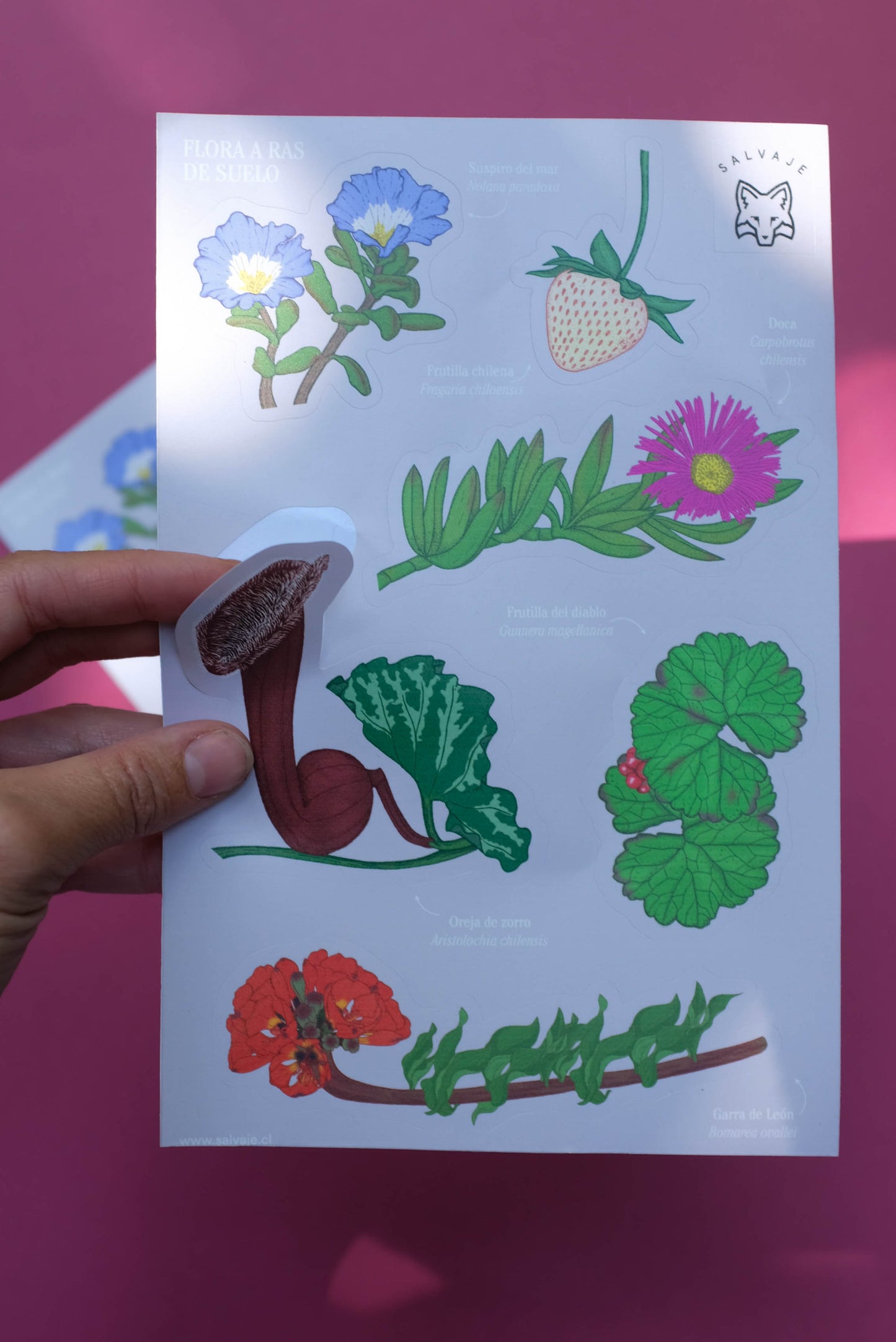 Lámina de stickers Flora a ras