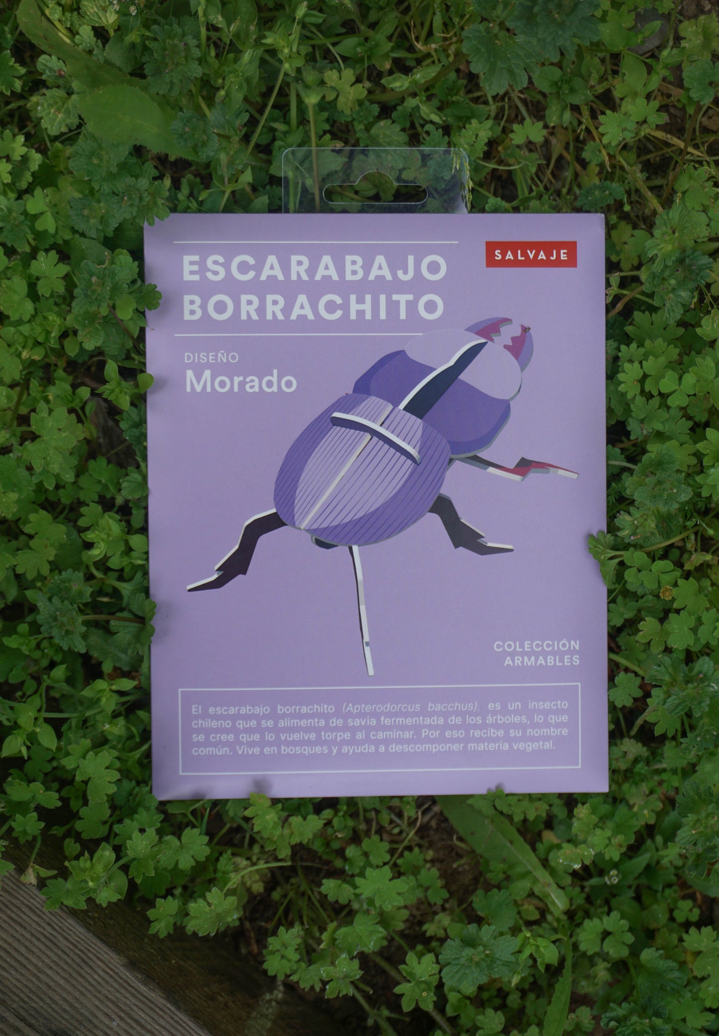 . Escarabajo borrachito | Morado