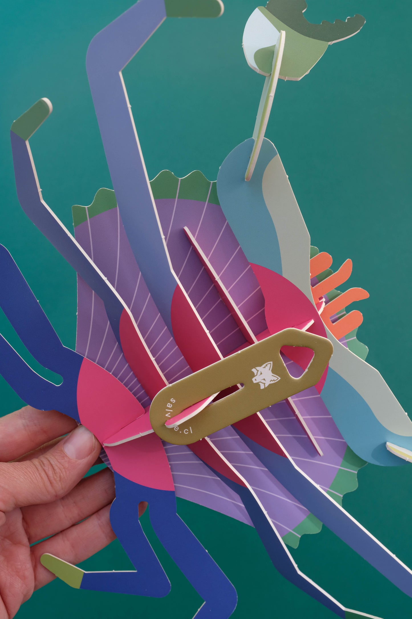 . Jaiba marmola | Alga