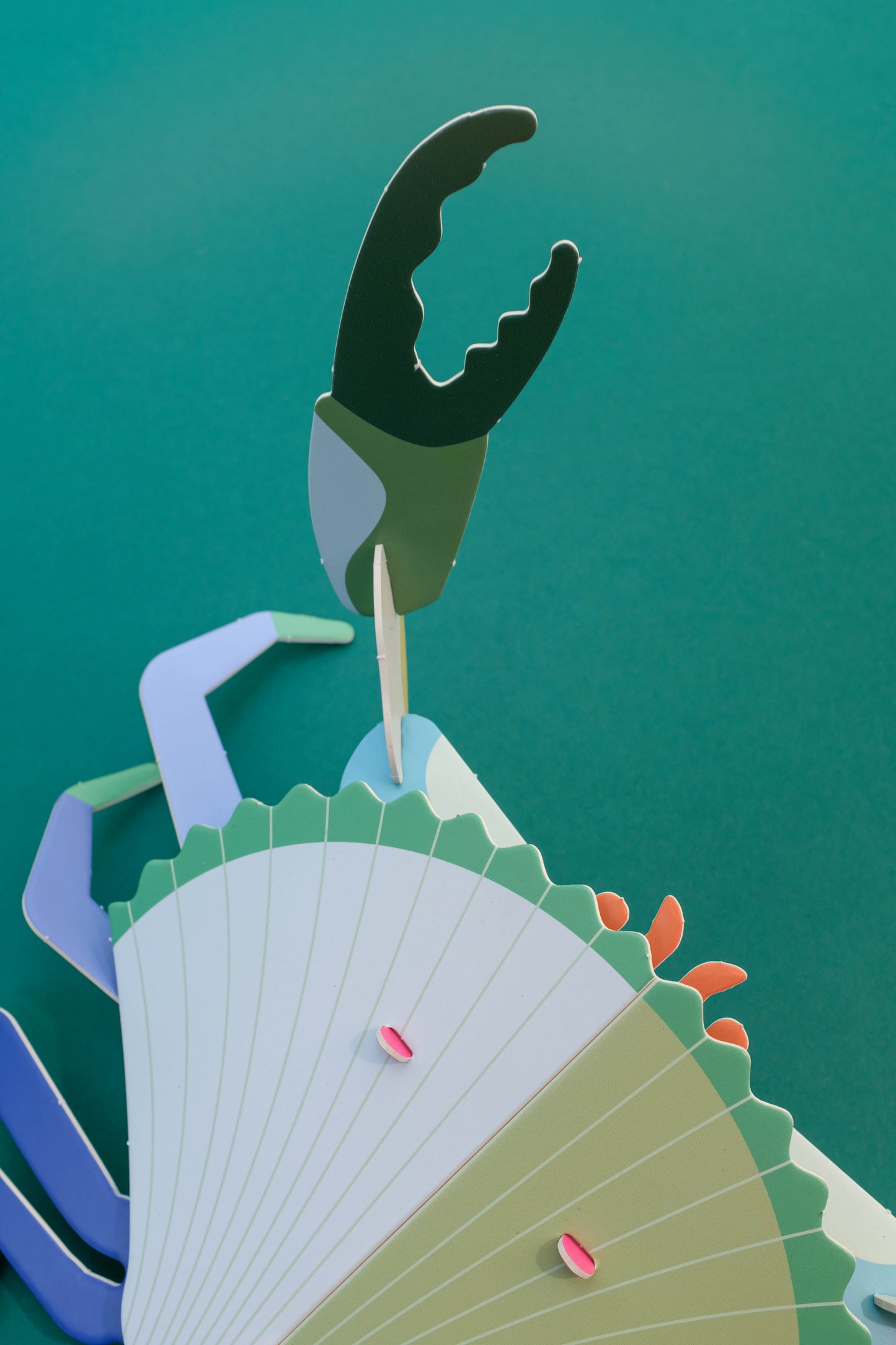 . Jaiba marmola | Alga