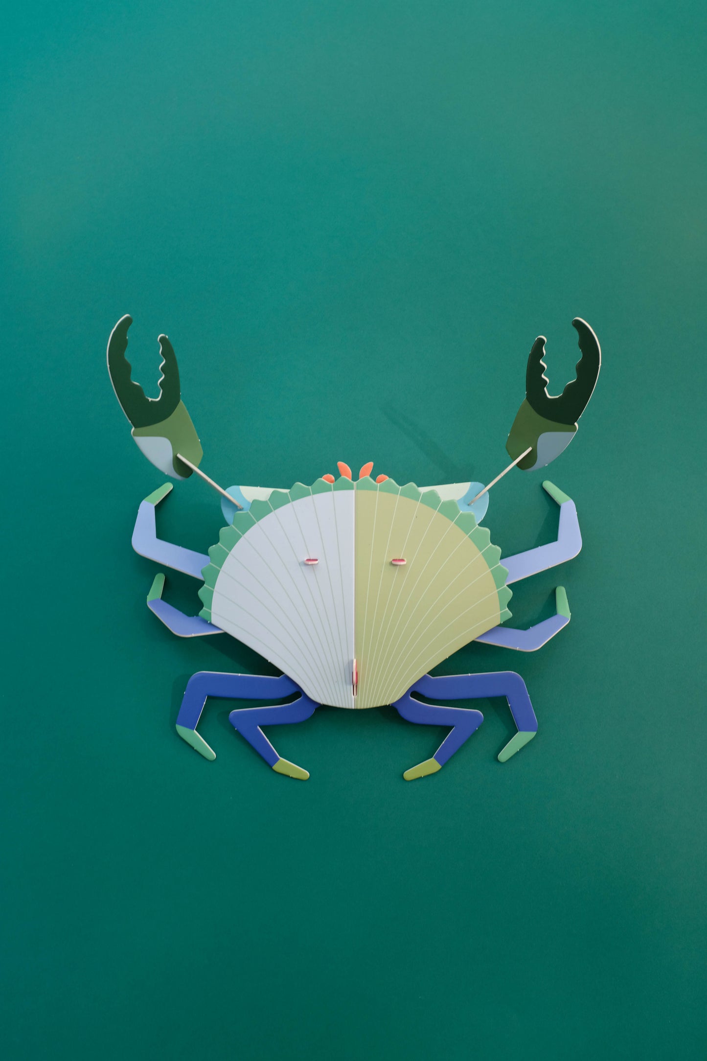 . Jaiba marmola | Alga