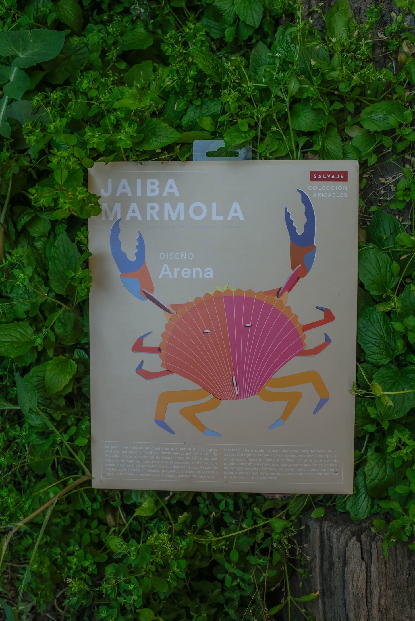 . Jaiba marmola | Arena