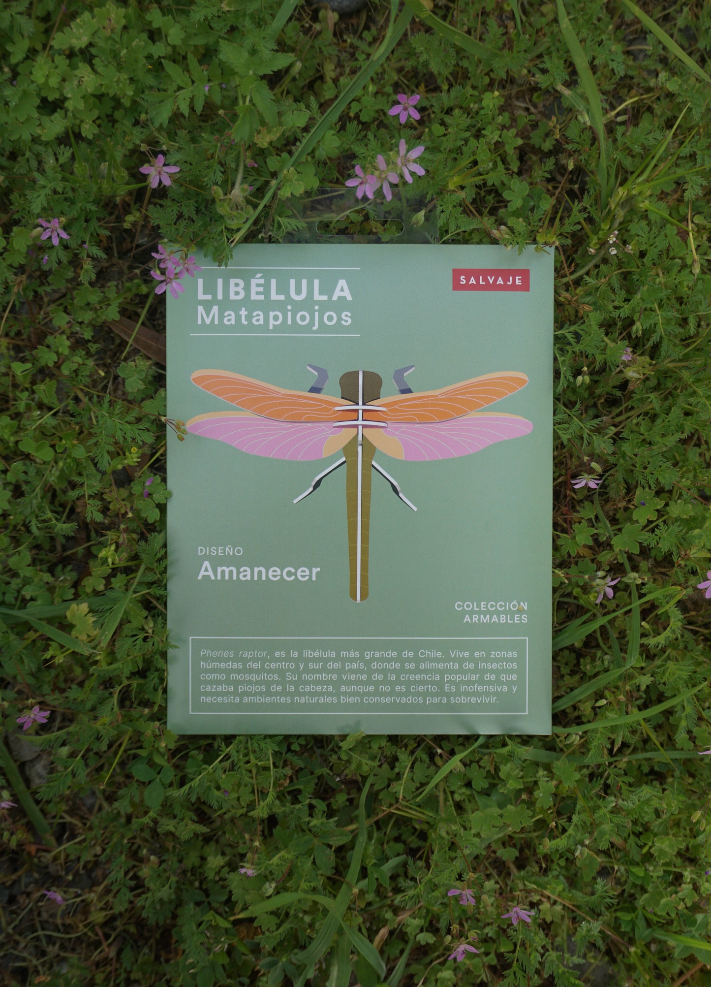 . Libélula / Matapiojos | Amanecer