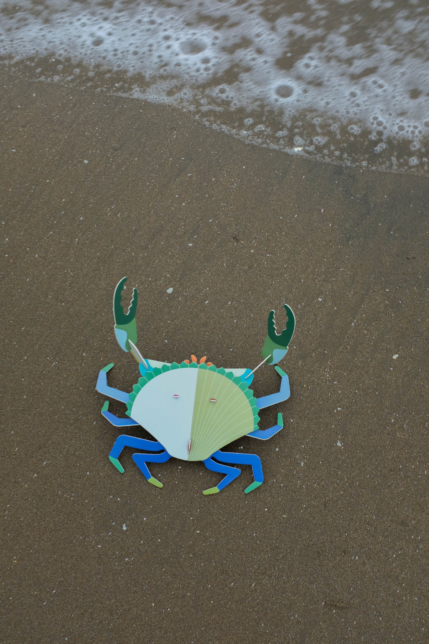 . Jaiba marmola | Alga