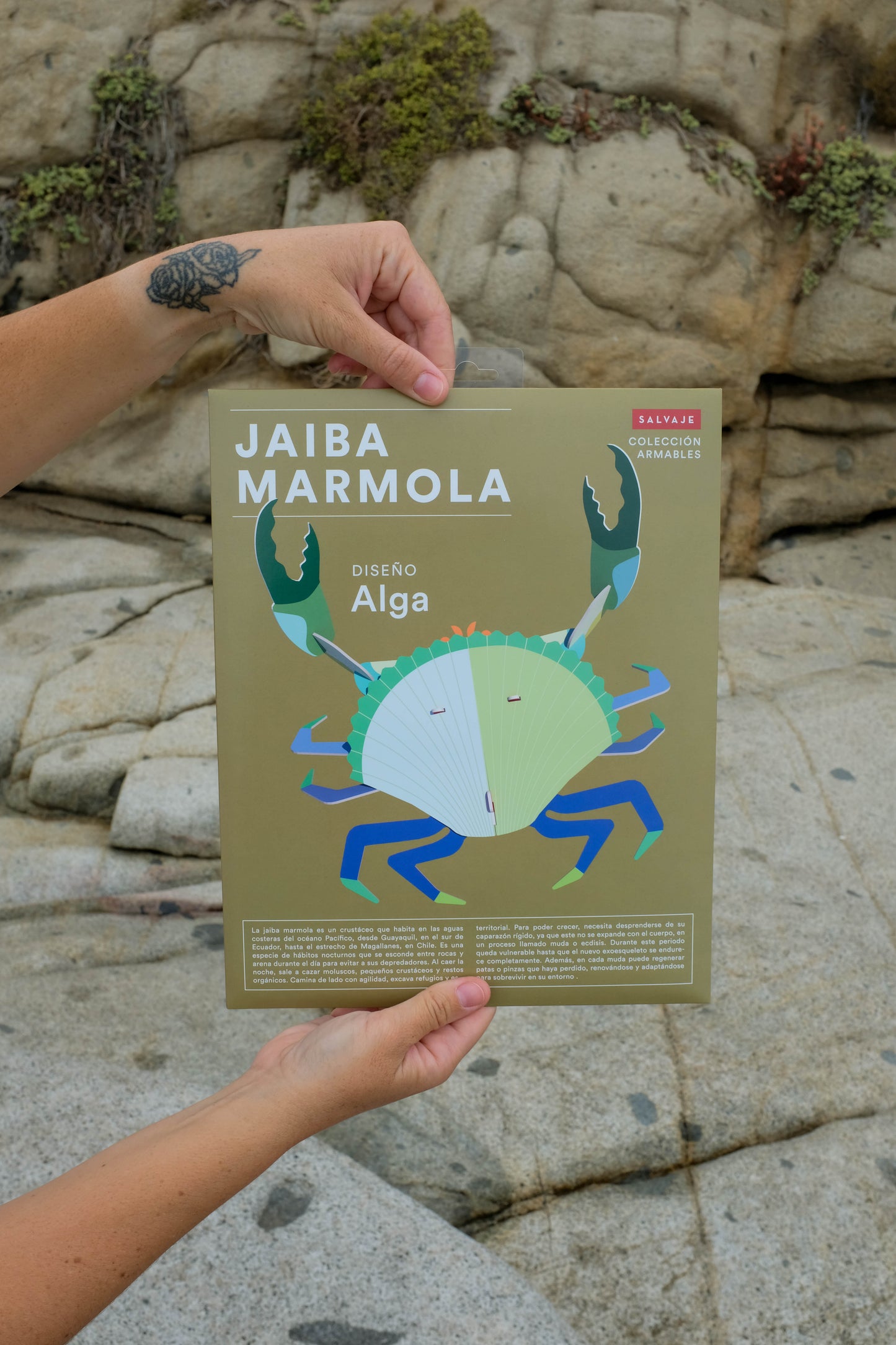 . Jaiba marmola | Alga