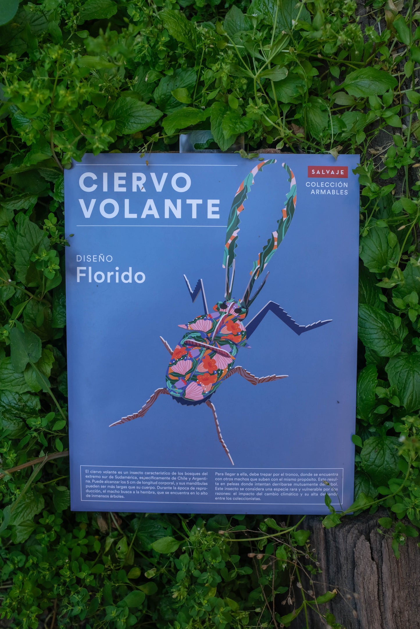 . Ciervo volante | Florido